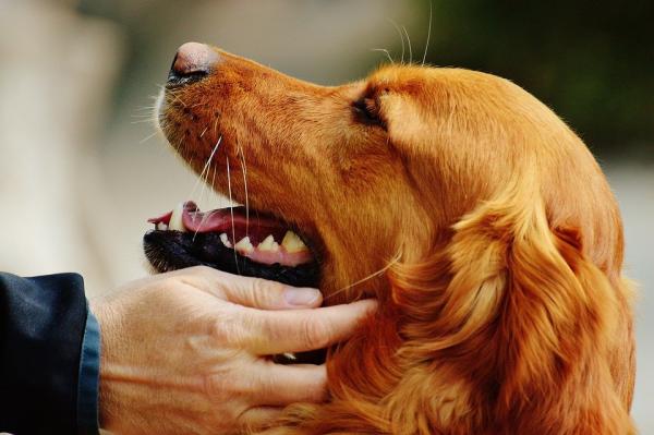 英国新冠检测犬, 94%准确率堪比核酸检测。(图片来源:Pixabay)