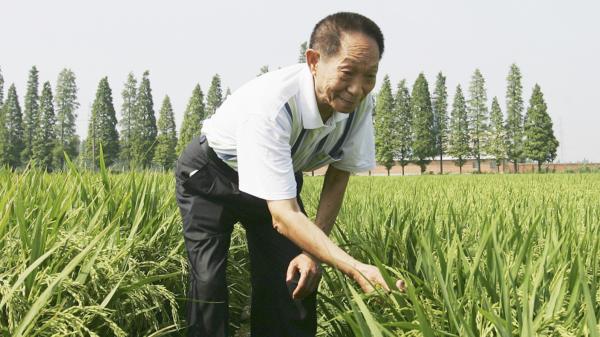 2006年6月,袁隆平在湖南长沙的一片杂交水稻田里。(Guang Niu/Getty Images)
