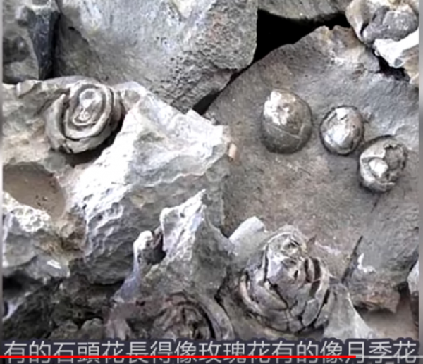 (图片均来源:视频截图)