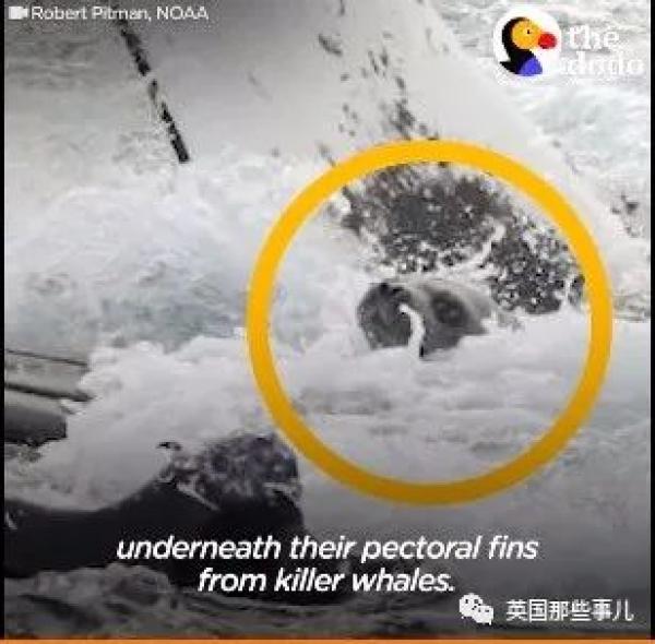 英国那些事儿
