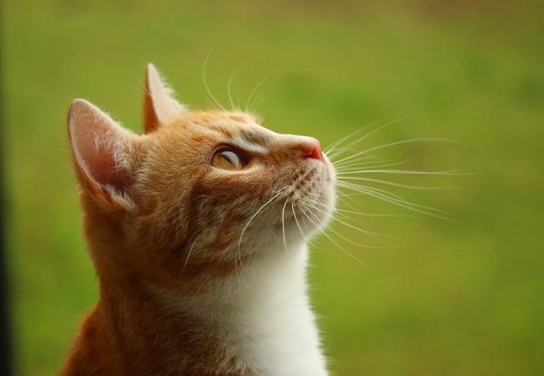 猫会说人话的秘密。(图片来源:Pixabay)