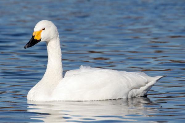 小天鹅(Bewick's Swan)(Maga-chan/Wikipedia/CC BY-SA 2.5)