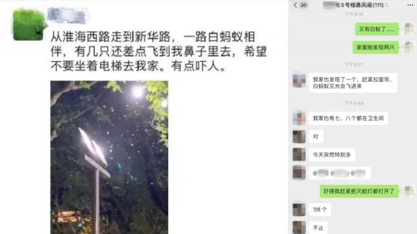 近日许多上海市民反映当地街头出现漫天飞舞的白蚁群。（图片来源：网络截图）