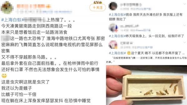 近日许多上海市民反映当地街头出现漫天飞舞的白蚁群。（图片来源：网络截图）