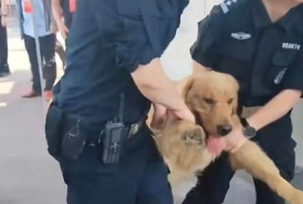 一只黄金猎劝闯进2023高考考场被现场值班员警架离。(图片来源:微博)