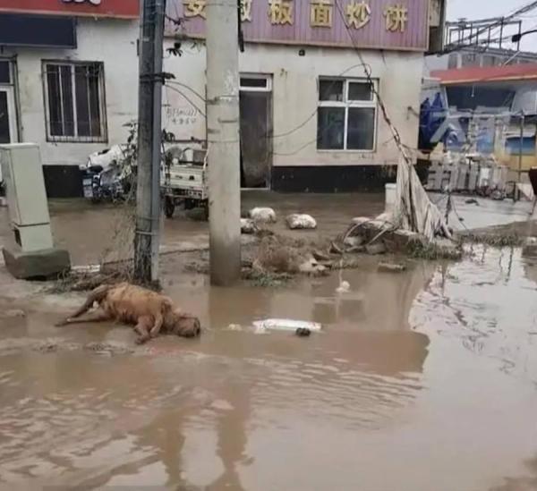 洪水水面上漂浮一层油污,更有羊、狗等动物尸体横躺路边。(图片来源:视频截图)