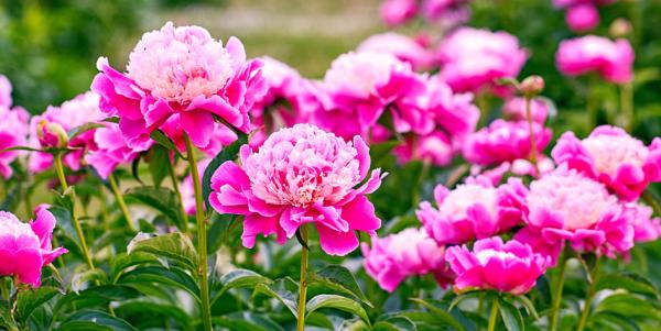 牡丹花(123RF)
