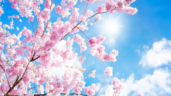 今年11月，内蒙古呼和浩特的桃花开了（示意图/图片来源：翻拍）