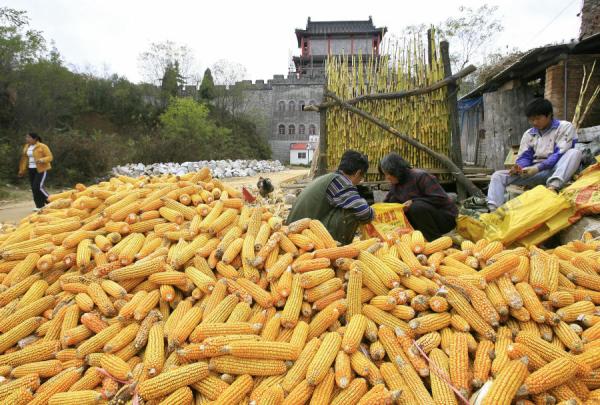 中国农民将收获的玉米装袋。(图片来源:Getty Images)