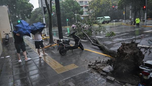 2024年9月16日，上海在台风“贝碧卡”经过时造成树木连根拔起倒地。（图片来源：Getty Images）
