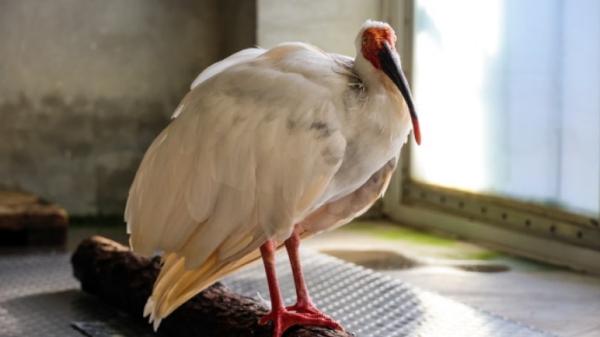 12月1日，创造了近40岁长寿奇迹的朱䴉“平平”去世了。（图片来源：网络图片）