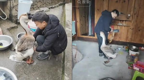 贵州一只大鹅为自救阻止主人磨刀，还救下了大公鸡。