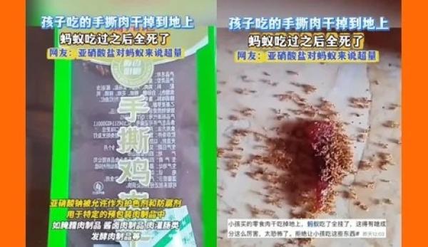 中国手撕肉干零食碎渣掉落地面，蚂蚁群啃食后竟在短时间内集体死亡。（图片来源：视频截图）