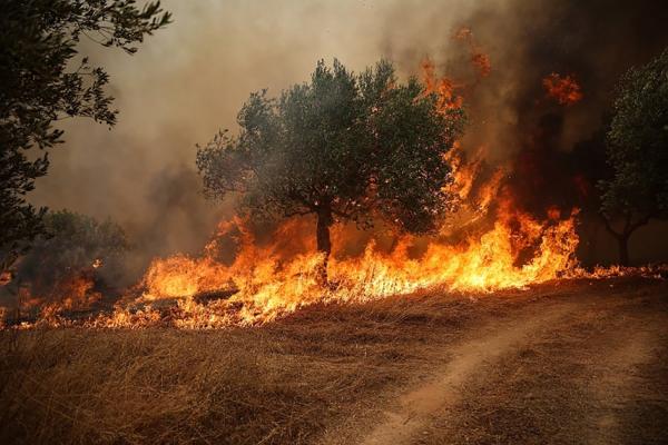 比利时爆发有记录以来最大森林火灾。(Aris Oikonomou/AFP via Getty Images)